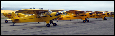 A sea of yellow!