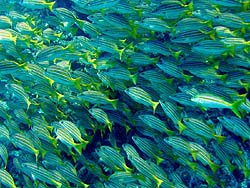 School of fish