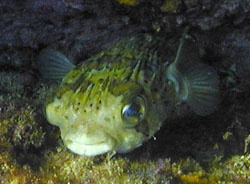 Puffer fish