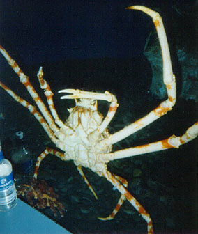 aquarium-crab.jpg