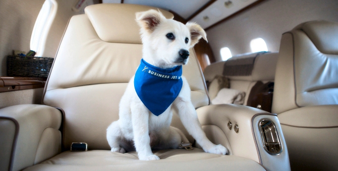 It's a dog's life... but somebody's gotta lead it!